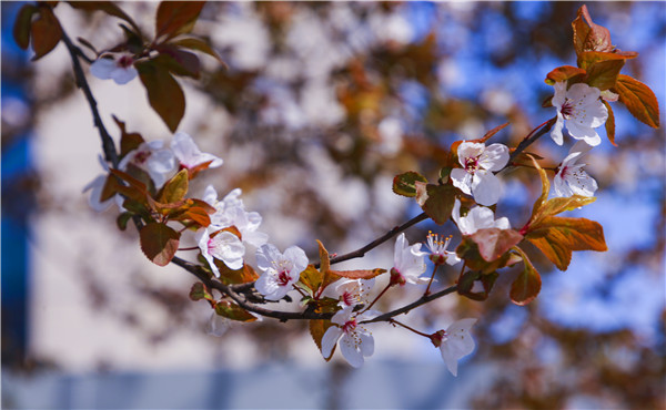 春暖花開(kāi)，等你歸來(lái)——邀你云賞南新春景，以慰思念